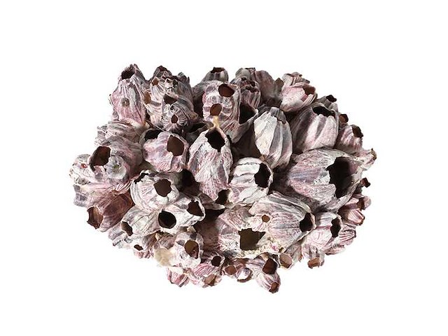 Partij natuur- en decoratieproducten (circa 145 pallets) - afbeelding 68 van  91