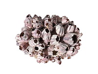 Partij natuur- en decoratieproducten (circa 145 pallets) - afbeelding 68 van  91