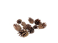 Partij natuur- en decoratieproducten (circa 145 pallets) - afbeelding 70 van  91