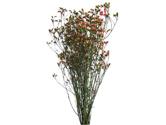 Partij natuur- en decoratieproducten (circa 145 pallets) - afbeelding 81 van  91