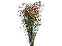 Partij natuur- en decoratieproducten (circa 145 pallets) - afbeelding 81 van  91