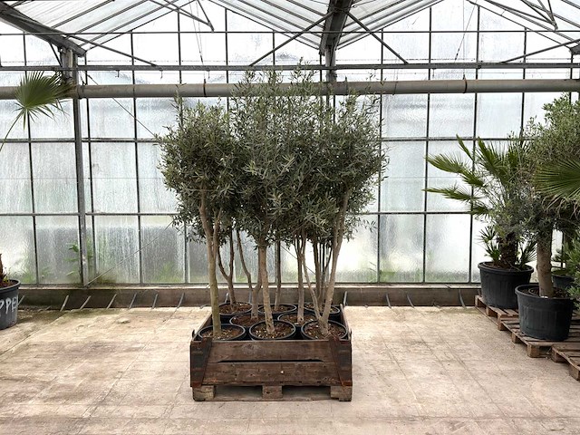 Partij olijfbomen 8x (olea europaea lessini) - afbeelding 1 van  1