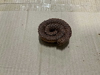 Partij palm rings (72x) - afbeelding 2 van  5