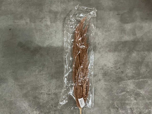 Partij pampas grass h115cm (60x) - afbeelding 2 van  5