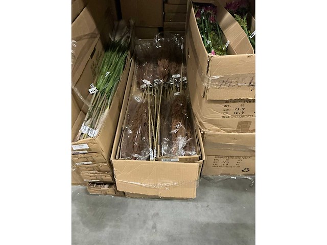 Partij pampas grass h115cm (60x) - afbeelding 4 van  5