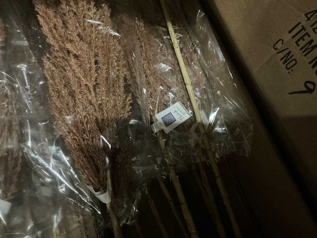 Partij pampas grass h115cm (60x) - afbeelding 5 van  5