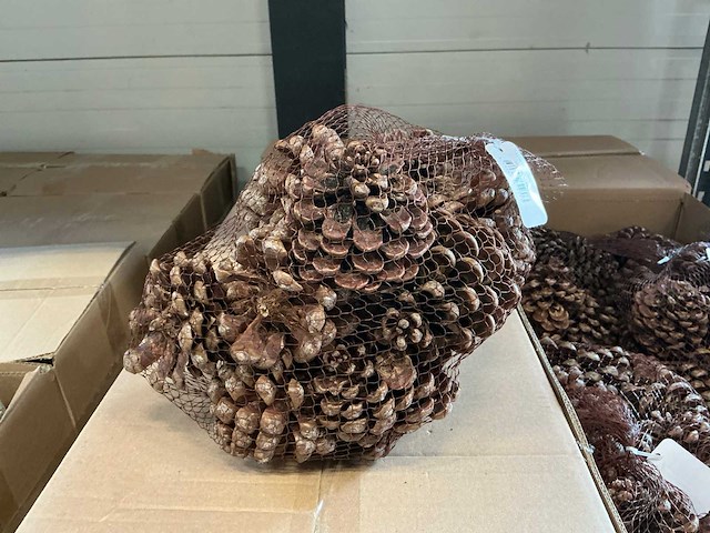 Partij pinus pinea naturel net a 12 stuks (72x) - afbeelding 1 van  4