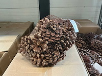 Partij pinus pinea naturel net a 12 stuks (72x)