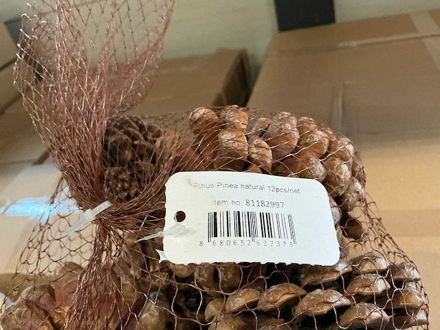 Partij pinus pinea naturel net a 12 stuks (72x) - afbeelding 2 van  4