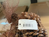 Partij pinus pinea naturel net a 12 stuks (72x) - afbeelding 2 van  4