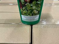 Partij plant ‘eau vloeibare meststof voor kamer,balkon&tuinplanten 500ml (192x) - afbeelding 3 van  5