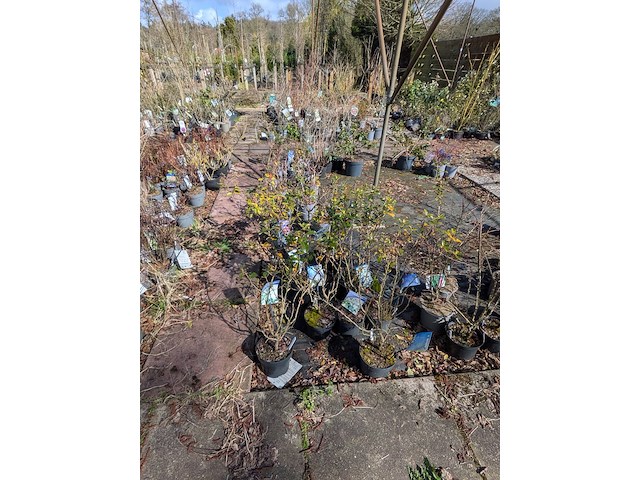 Partij planten en bomen in pot - afbeelding 2 van  76