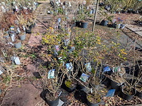 Partij planten en bomen in pot - afbeelding 2 van  76