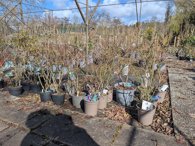 Partij planten en bomen in pot - afbeelding 3 van  76