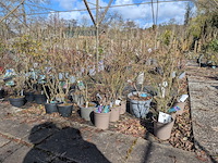 Partij planten en bomen in pot - afbeelding 3 van  76