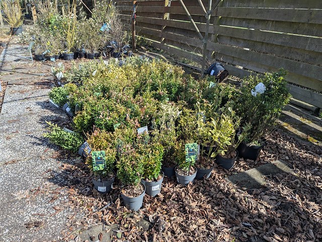 Partij planten en bomen in pot - afbeelding 4 van  76