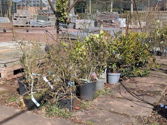 Partij planten en bomen in pot - afbeelding 5 van  76