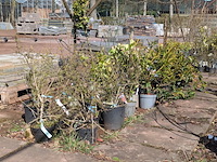 Partij planten en bomen in pot - afbeelding 5 van  76