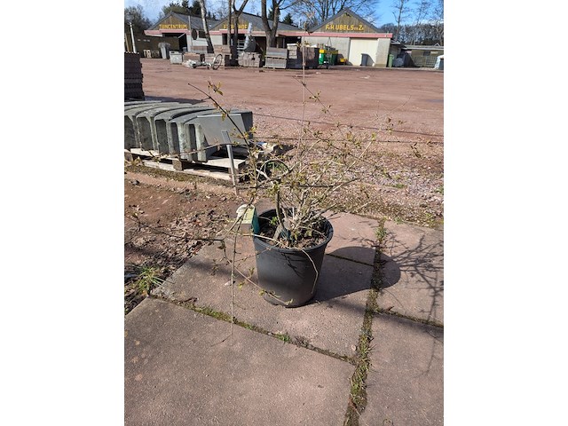 Partij planten en bomen in pot - afbeelding 6 van  76