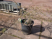 Partij planten en bomen in pot - afbeelding 6 van  76