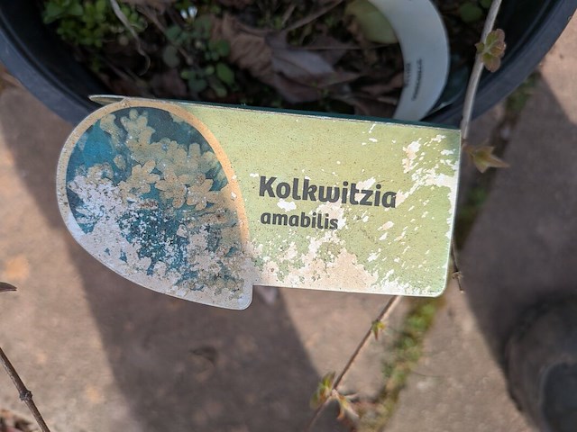 Partij planten en bomen in pot - afbeelding 7 van  76