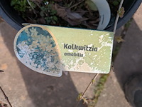 Partij planten en bomen in pot - afbeelding 7 van  76