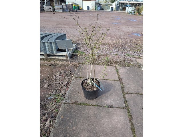 Partij planten en bomen in pot - afbeelding 8 van  76
