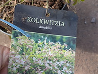 Partij planten en bomen in pot - afbeelding 9 van  76