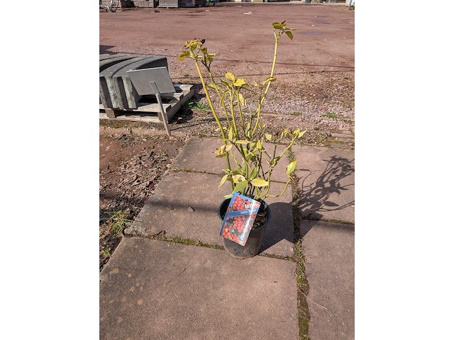 Partij planten en bomen in pot - afbeelding 10 van  76