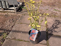 Partij planten en bomen in pot - afbeelding 10 van  76