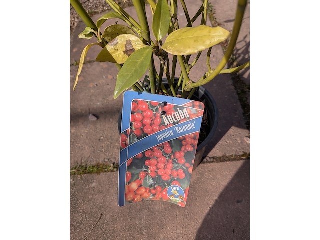 Partij planten en bomen in pot - afbeelding 11 van  76