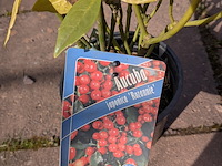 Partij planten en bomen in pot - afbeelding 11 van  76