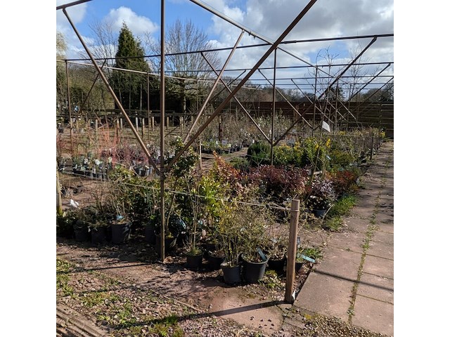 Partij planten en bomen in pot - afbeelding 1 van  76