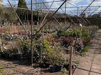 Partij planten en bomen in pot