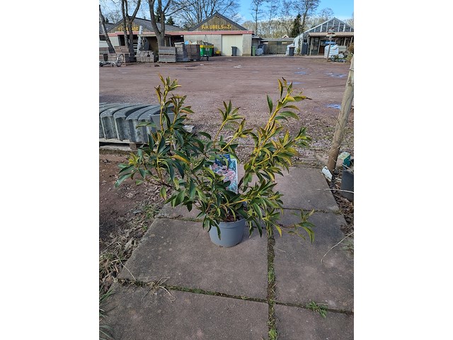 Partij planten en bomen in pot - afbeelding 13 van  76