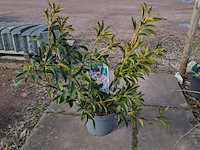 Partij planten en bomen in pot - afbeelding 13 van  76