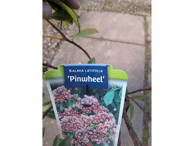 Partij planten en bomen in pot - afbeelding 14 van  76