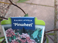 Partij planten en bomen in pot - afbeelding 14 van  76