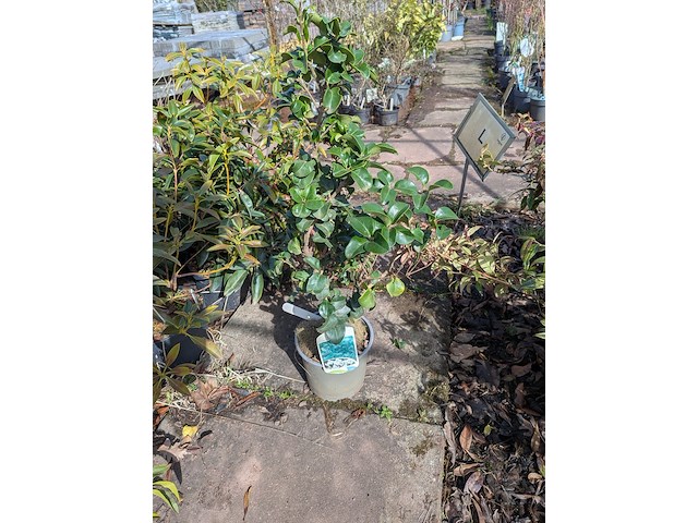 Partij planten en bomen in pot - afbeelding 15 van  76