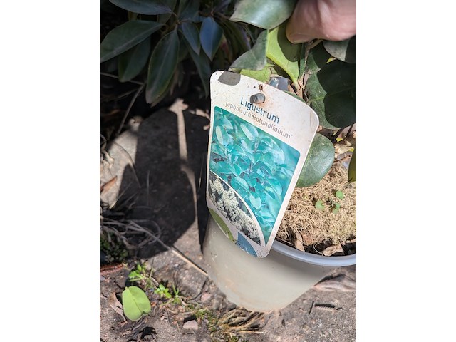 Partij planten en bomen in pot - afbeelding 16 van  76