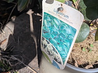 Partij planten en bomen in pot - afbeelding 16 van  76