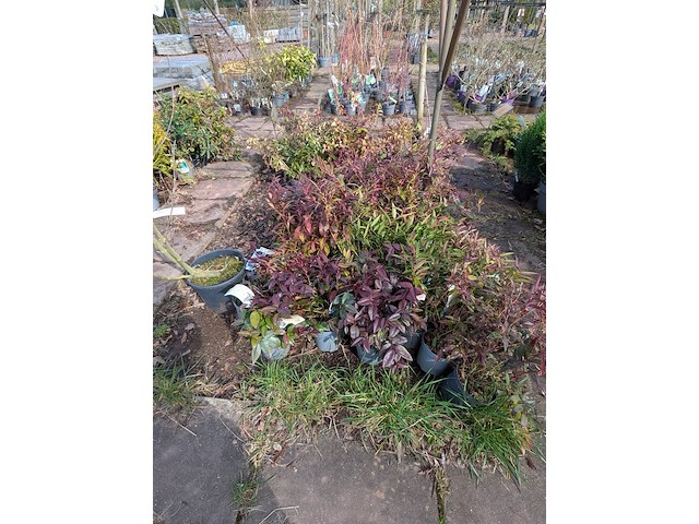 Partij planten en bomen in pot - afbeelding 17 van  76