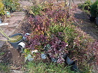 Partij planten en bomen in pot - afbeelding 17 van  76