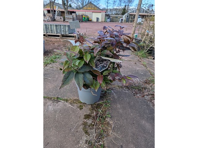 Partij planten en bomen in pot - afbeelding 18 van  76