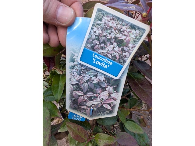 Partij planten en bomen in pot - afbeelding 19 van  76