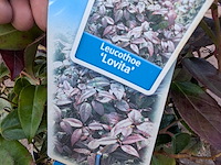 Partij planten en bomen in pot - afbeelding 19 van  76