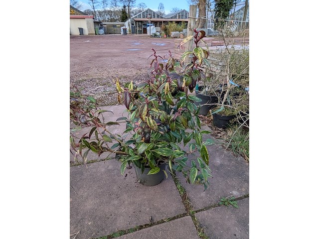 Partij planten en bomen in pot - afbeelding 20 van  76