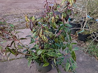 Partij planten en bomen in pot - afbeelding 20 van  76