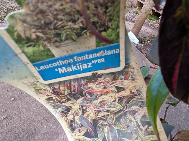 Partij planten en bomen in pot - afbeelding 21 van  76