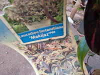 Partij planten en bomen in pot - afbeelding 21 van  76